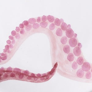 Side Plate Octopus Pink - Pottery - K A M P O S